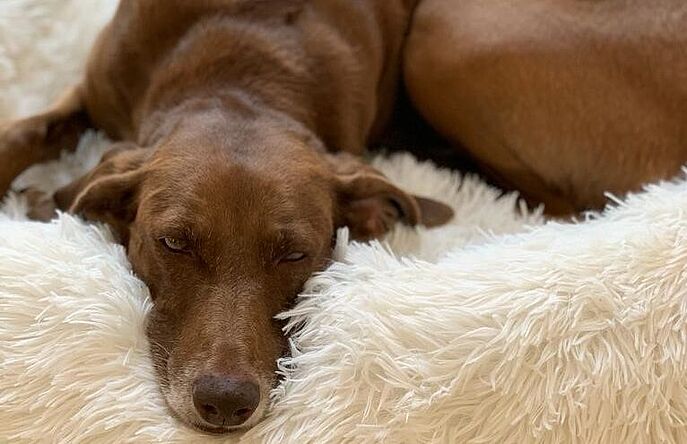 brown dog sleeping in dog bed