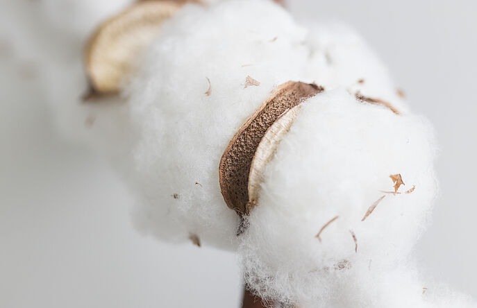 Organic cotton bolls on a branch