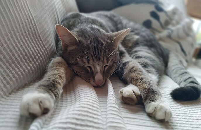 gray cat sleeping on blanket