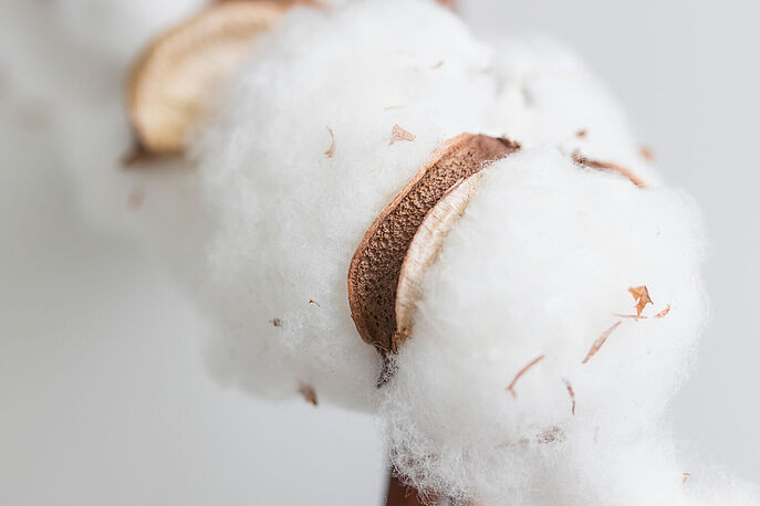 Organically Grown Cotton with No GMOs Close up of cotton bolls