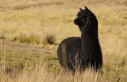 Inca Tops Proves Safety & Sustainability with OEKO-TEX® STANDARD 100 and STeP Certifications