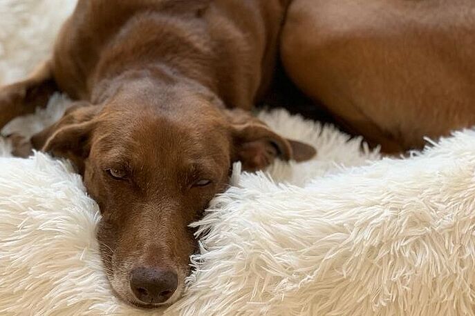 brown dog sleeping in dog bed
