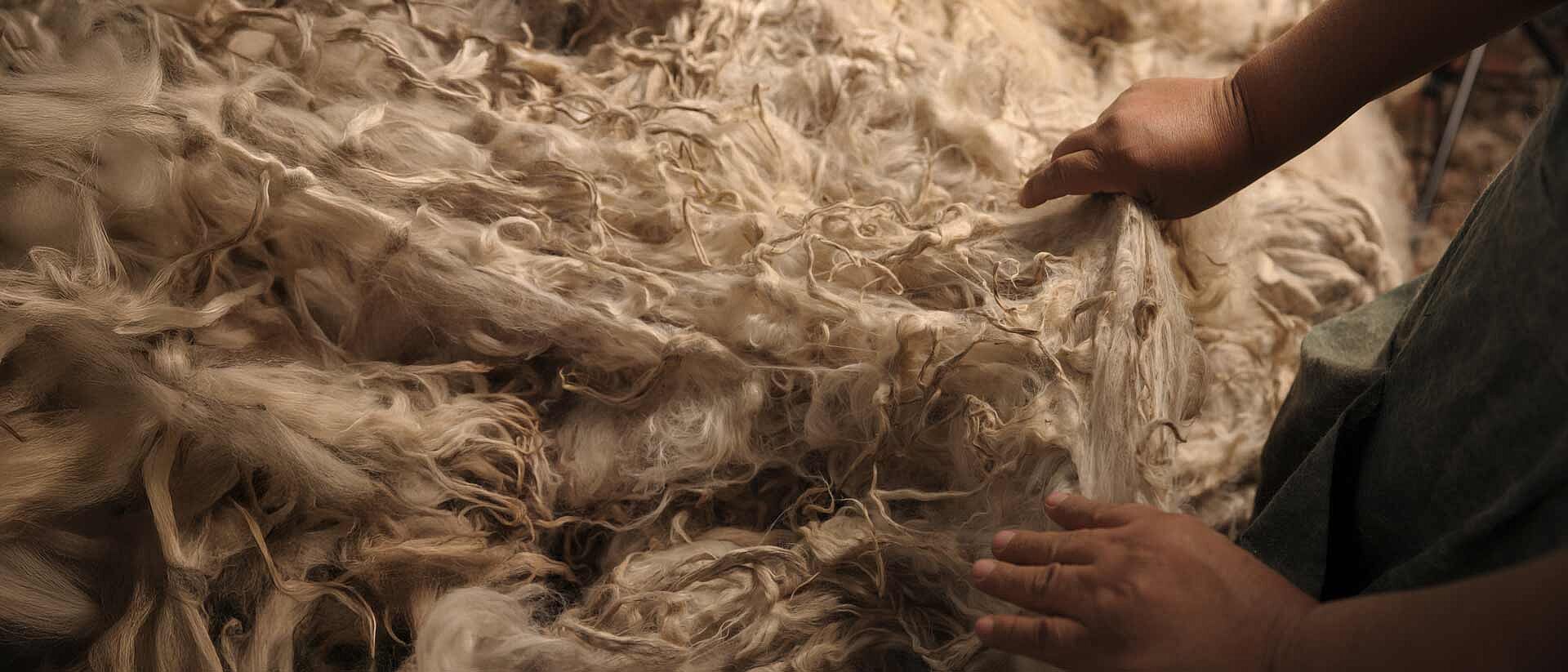 Worker holding IncaTops alpaca fiber