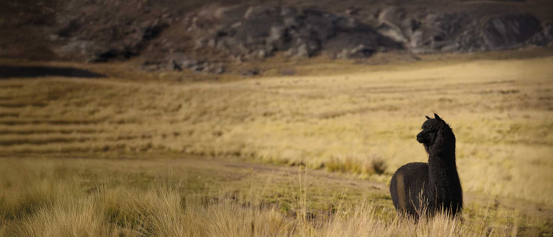Black alpaca in a grassy field with mountains in the background.