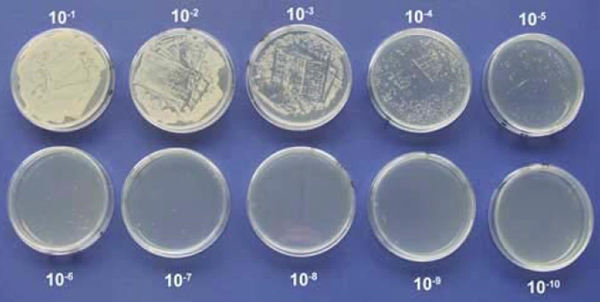 10 Petri dishes with bacteria at each log step