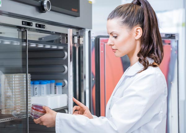 Lab technician examining cell culture samples in a sterile biosafety cabinet