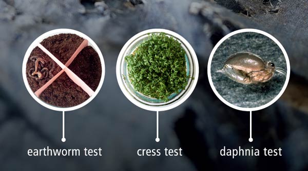 Highlight of ecotoxicology testing: earthworms, cress and daphnia.