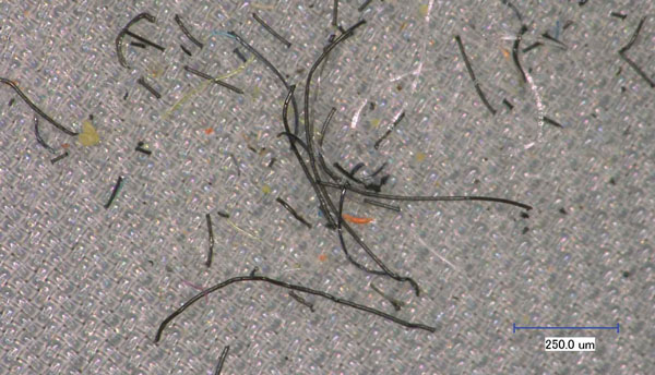 Hohenstein Microfiber Analysis with Dynamic Image Analysis Magnified microfibers