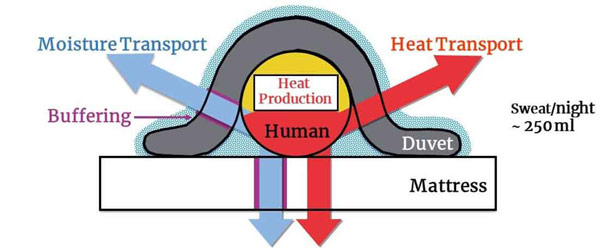 Illustration of heat and moisture transport from body, through bedding, to environment